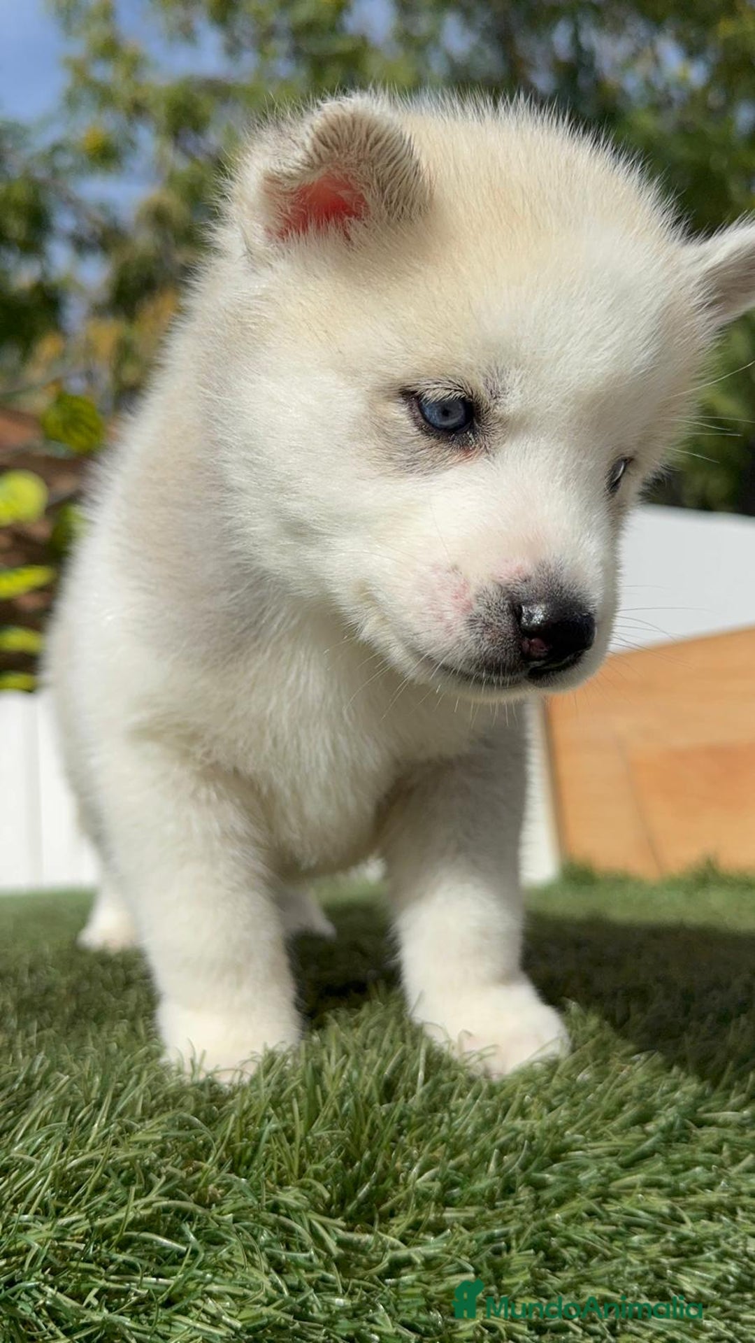 Husky Siberiano perros en venta: HUSKY SIBERIANO - Anuncio 18