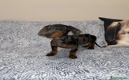 Teckel Miniatura perros en venta: Teckel Kanichen Machos Disponibles - Anuncio 2