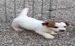 Jack Russell Terrier perros en venta: Cachorra Jack russell  - Imagen 1