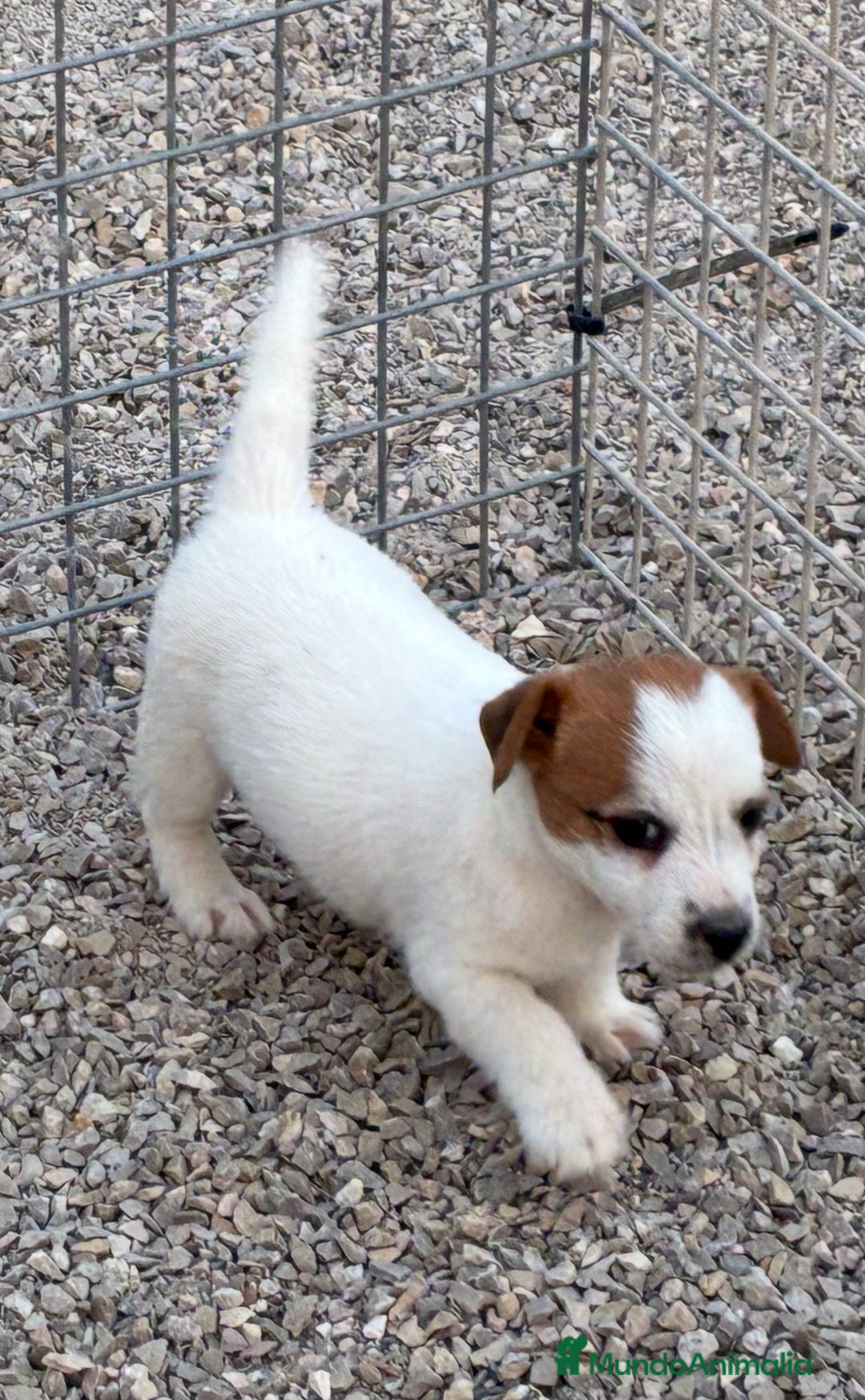 Jack Russell Terrier perros en venta: Cachorra Jack russell  - Imagen 1