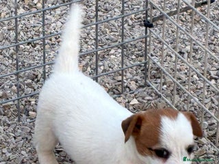 Jack Russell Terrier perros - Anuncio 1