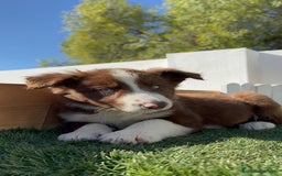 Border Collie perros en venta: BORDER COLLIE MACHO - Anuncio 14
