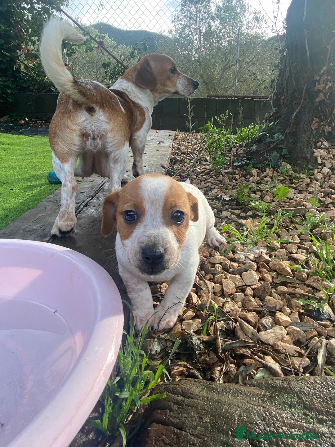Jack Russell Terrier perros en venta: Jack Russell patas cortas 🐾 - Anuncio 5