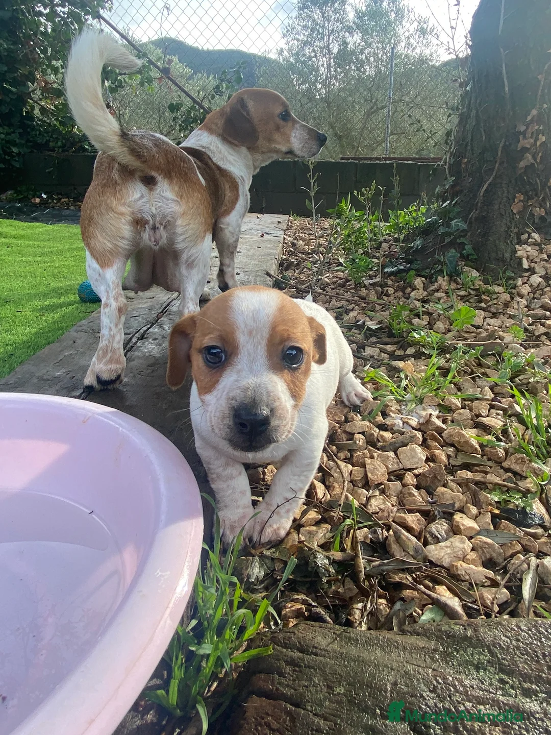 Jack Russell Terrier perros en venta: Jack Russell patas cortas 🐾 - Anuncio 5
