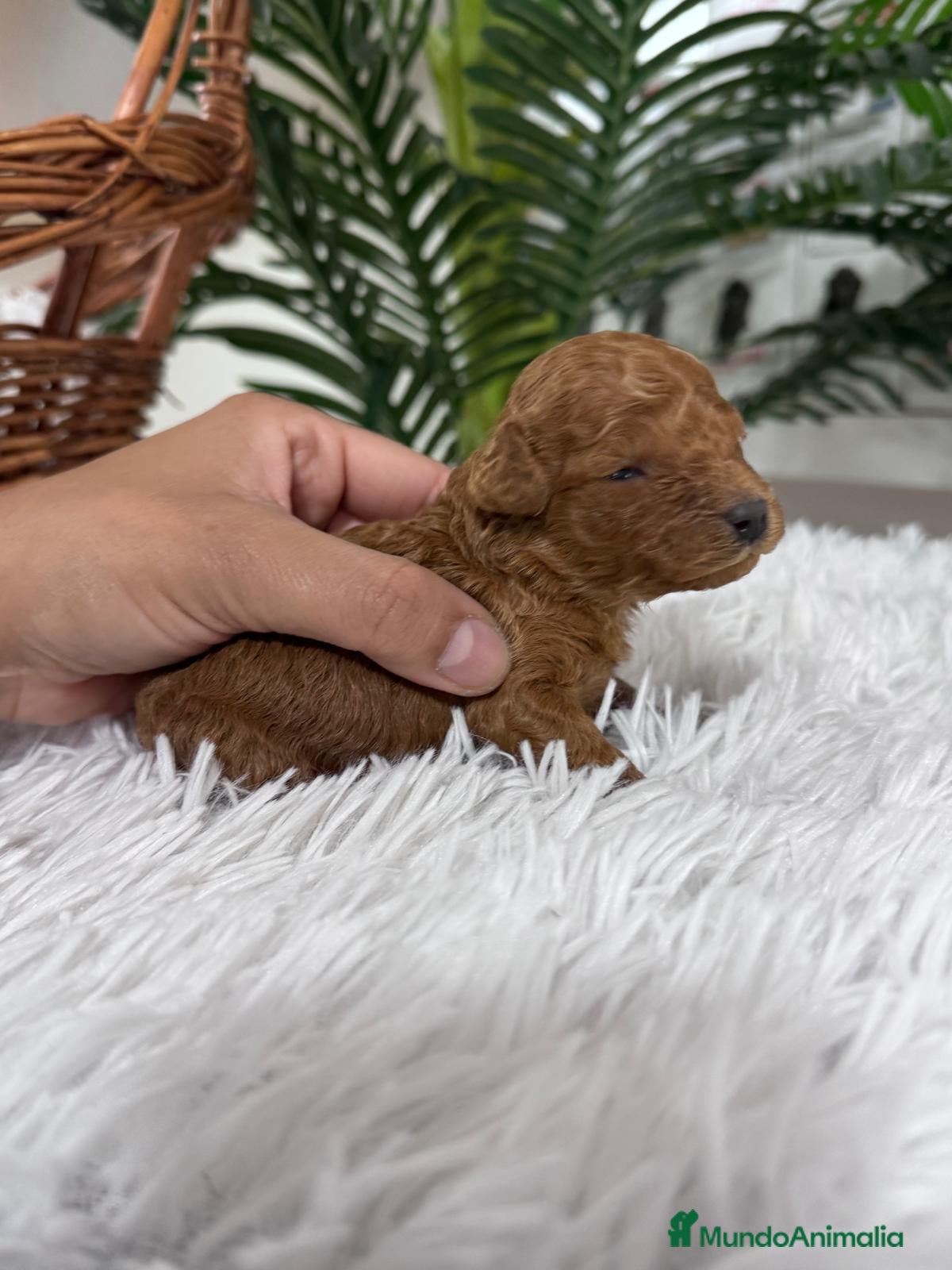 Caniche Toy perros CANICHE ROJO - Anuncio 2