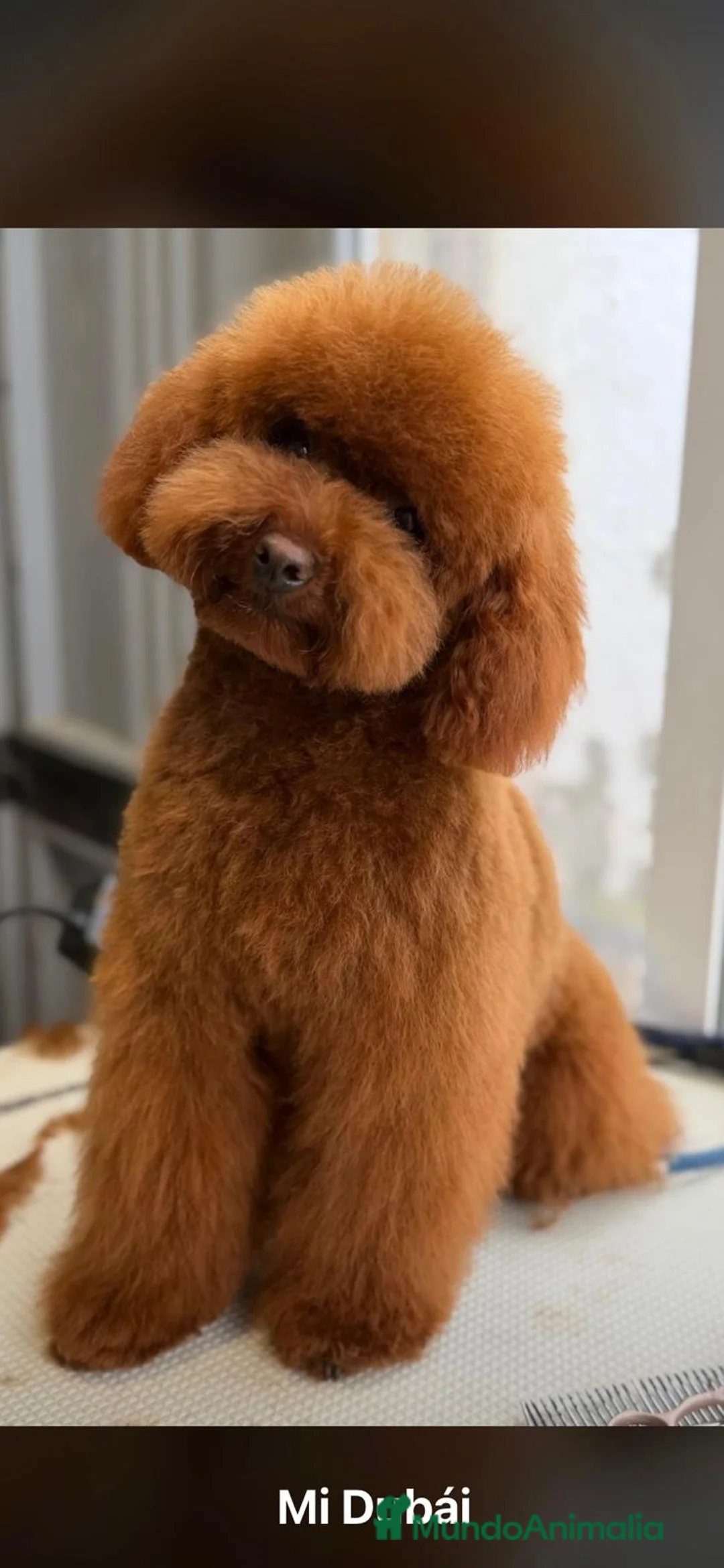 Caniche Toy perros en venta: CANICHE TOY Excelentes  - Anuncio 1