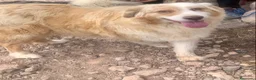 Pastor Australiano perros en venta: PASTOR AUSTRALIANO  - Anuncio 5