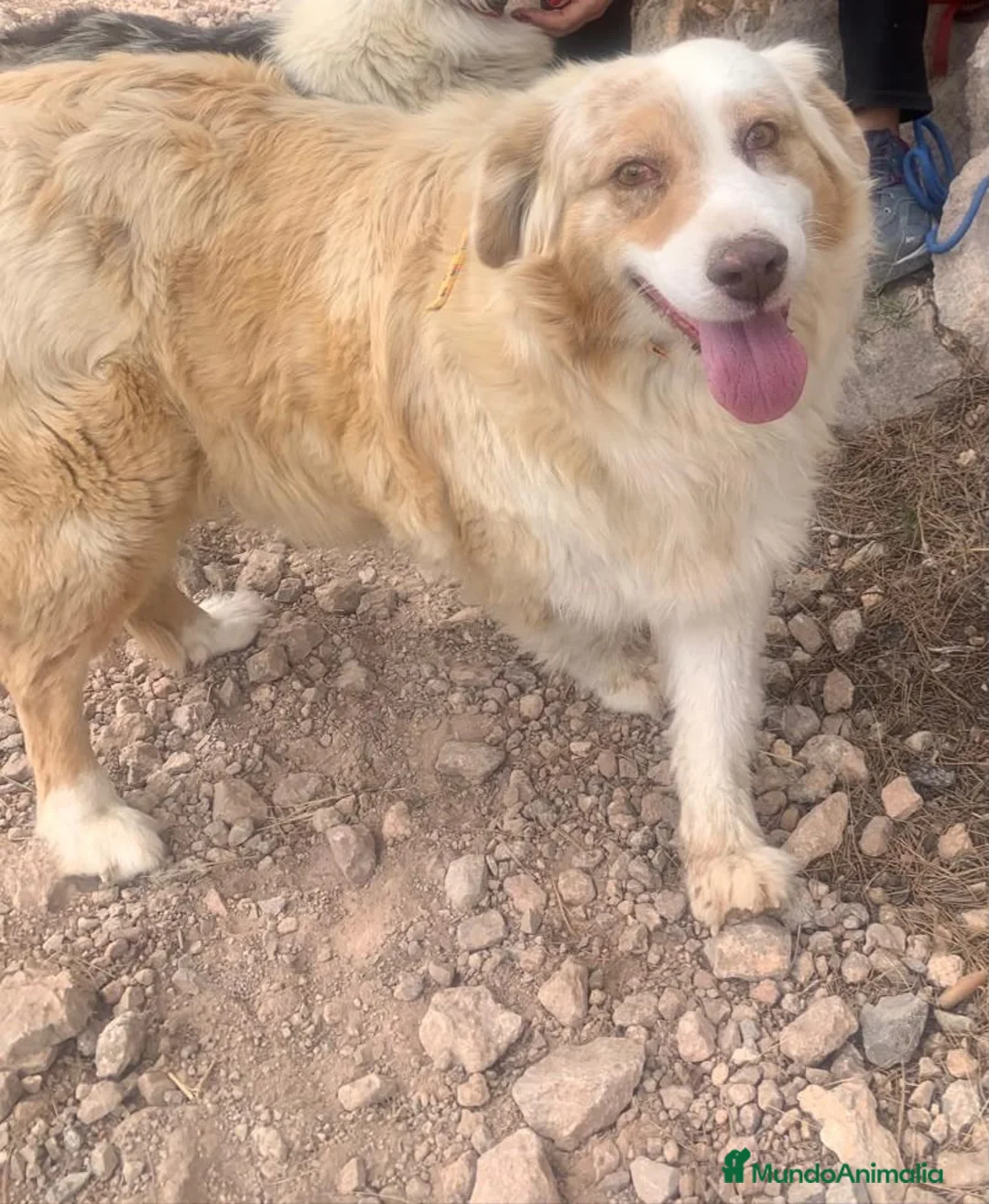 Pastor Australiano perros en venta: PASTOR AUSTRALIANO  - Anuncio 5