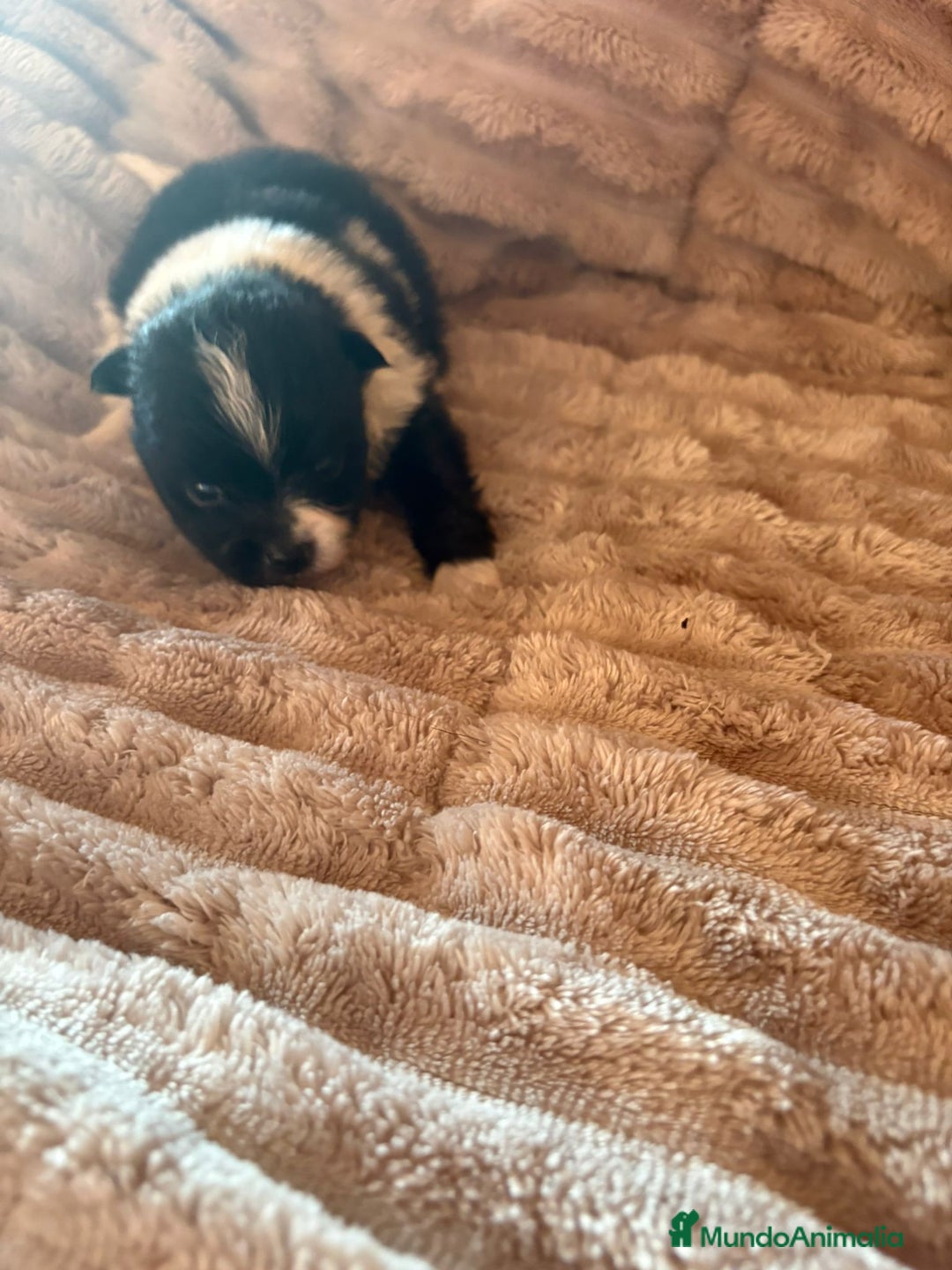 Pomerania perros en venta: Pele y Mele ya son papas , lulu pomerania toy  - Anuncio 12