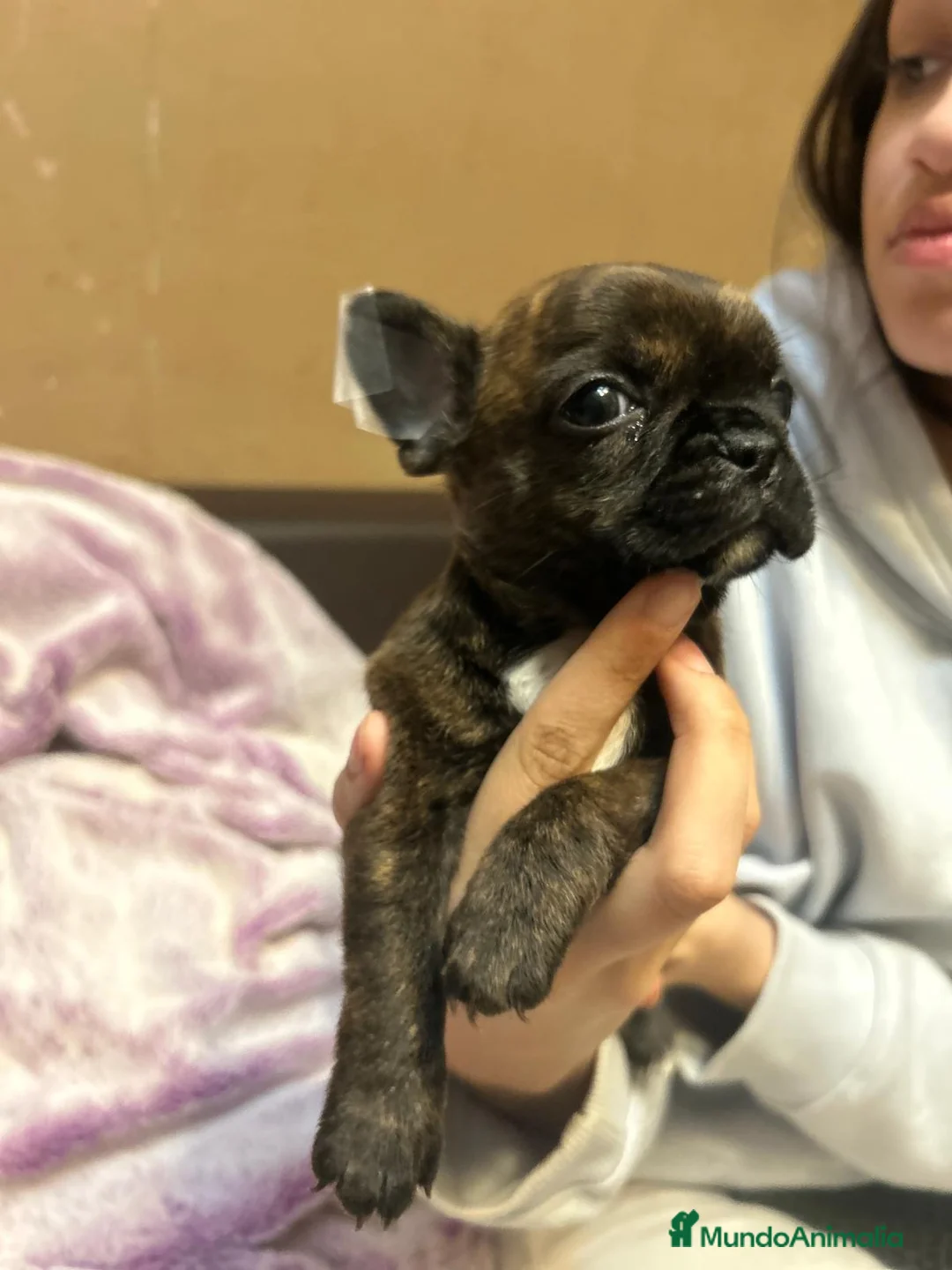 Bulldog Francés perros en venta: PRECIOSA CAMADA DE BULLDOG FRANCES  en Madrid - Anuncio 4