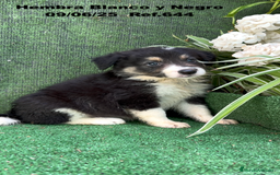 Border Collie perros en venta: BORDER COLLIE DE VILLA BIZNAGA - Imagen 24