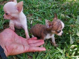 Chihuahua perros IMPRESIONANTE CHIHUAHUA LINEA TOY - Anuncio 1