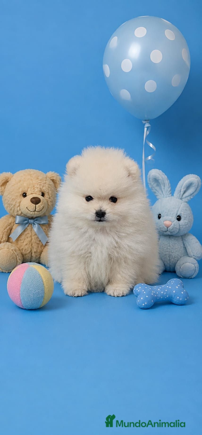 Pomerania perros EJEMPLARES DE POMERANIA LINIA RUSA TOYS - Anuncio 1
