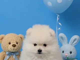 Pomerania perros EJEMPLARES DE POMERANIA LINIA RUSA TOYS - Anuncio 1