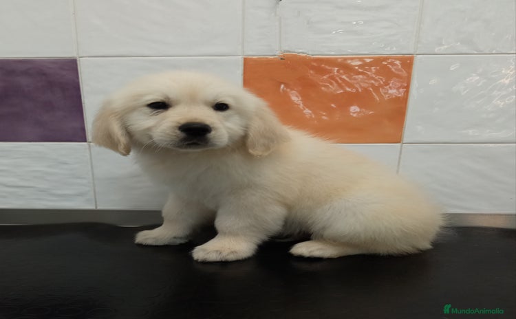 Golden Retriever perros en Sevilla - Anuncio 4