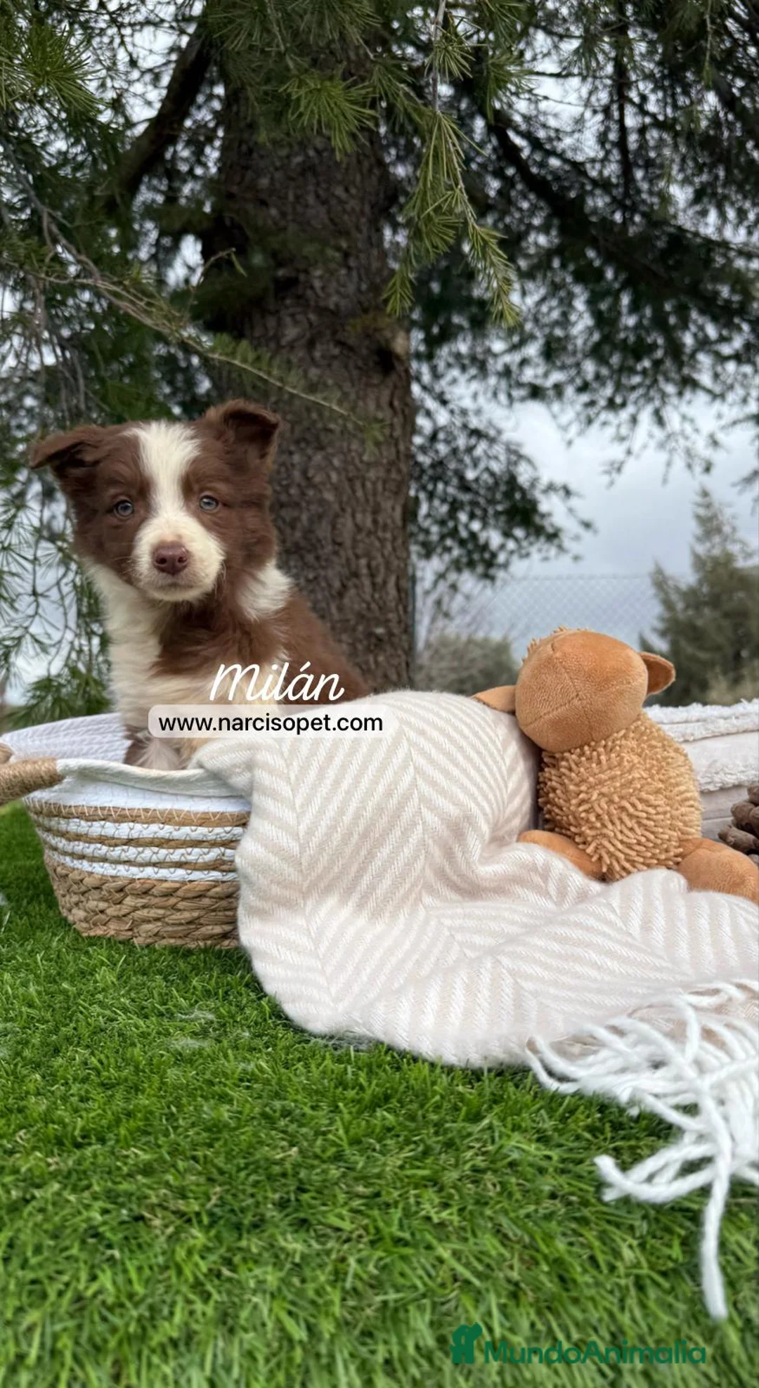 Border Collie perros en venta: BORDER COLLIE CHOLATE MACHO en Asturias - Anuncio 1