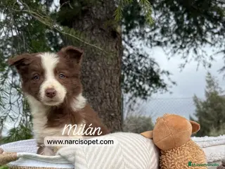 Border Collie perros BORDER COLLIE CHOLATE MACHO en Asturias - Anuncio 9