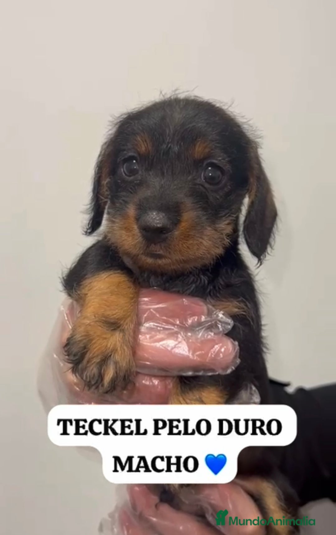 Teckel perros en venta: PRECIOSO BEBÉ DE TECKEL PELO DURO MACHO  - Anuncio 1