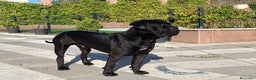 Cane Corso perros en venta: CACHORROS CANE CORSO - Anuncio 8