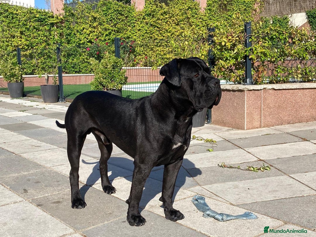 Cane Corso perros en venta: CACHORROS CANE CORSO - Anuncio 8