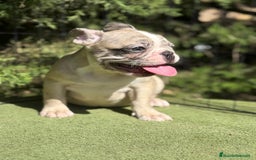 Bulldog Francés perros en venta: Bulldog francés disponibles - Imagen 4