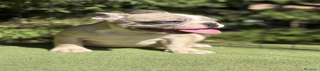 Bulldog Francés Cachorro 3