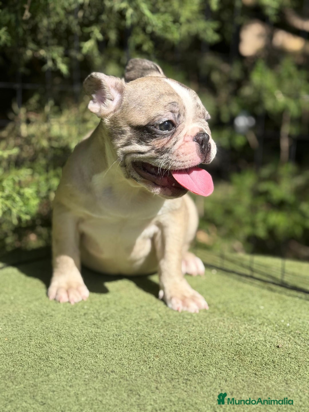 Bulldog Francés perros en venta: Bulldog francés disponibles - Imagen 4