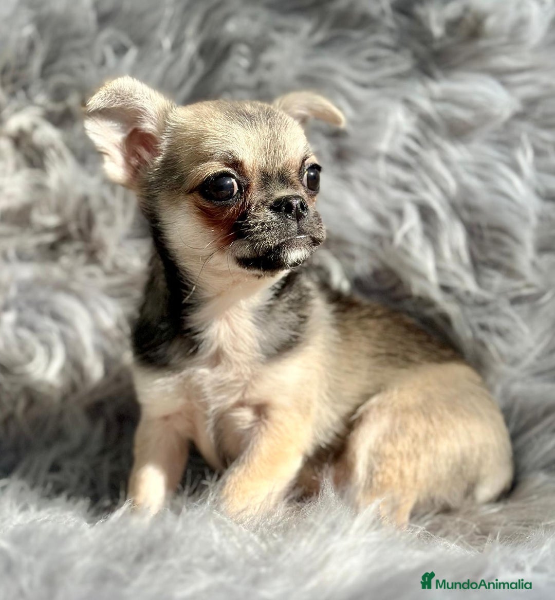 Chihuahua perros en venta: Chihuahua toy cervato  - Anuncio 3