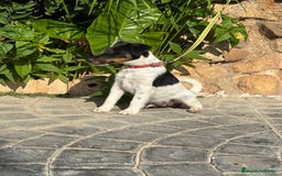 Fox Terrier de Pelo Liso perros en venta: Disponible preciosa camada fox terrier  - Imagen 9