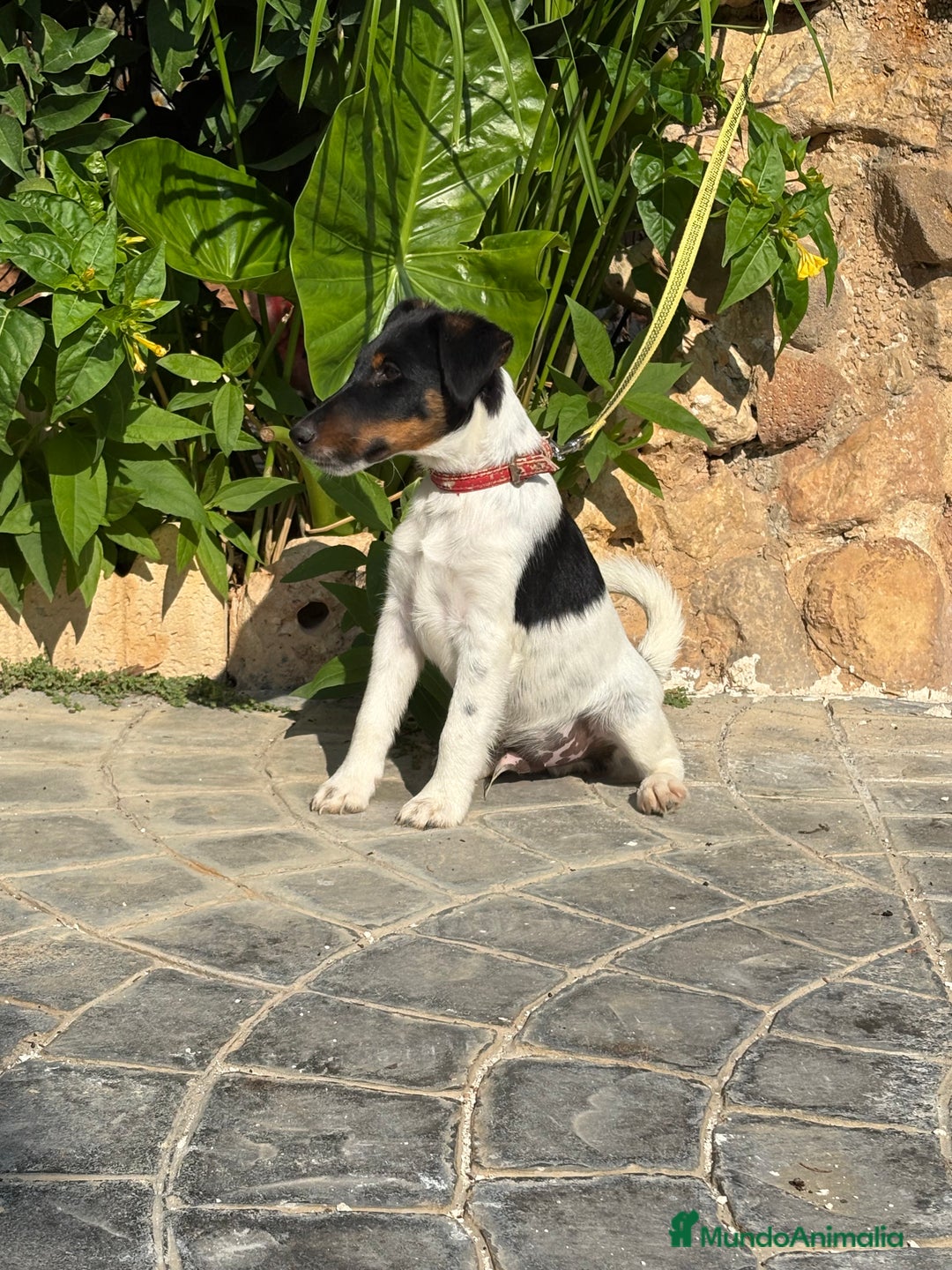 Fox Terrier de Pelo Liso perros en venta: Disponible preciosa camada fox terrier  - Imagen 9