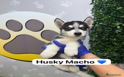 Husky Siberiano perros en venta: 🐾HAPPYHUELLAS HUSKY CACHORROS🐾 - Imagen 1