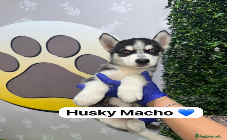 Husky Siberiano perros en venta - Anuncio 2
