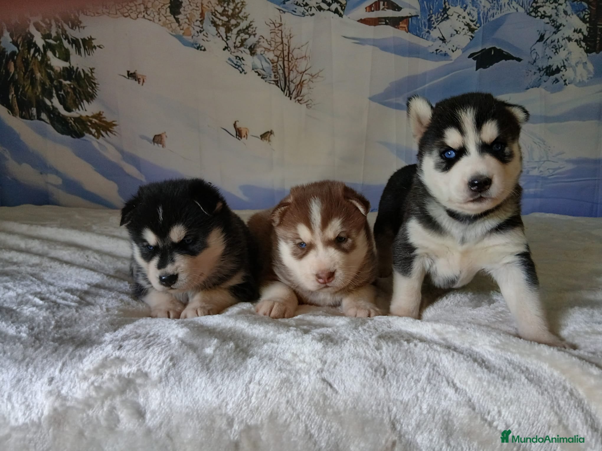 Husky Siberiano perros Sinerian Husky  - Anuncio 1