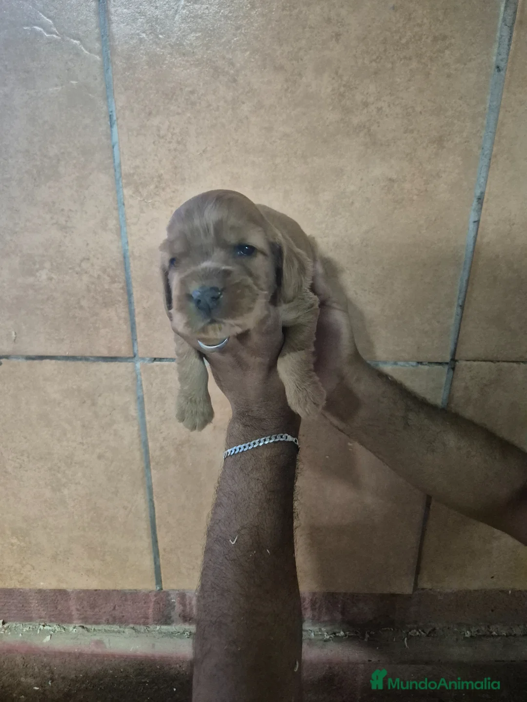 Cocker Spaniel Inglés perros en venta: COCKER en Girona - Anuncio 1