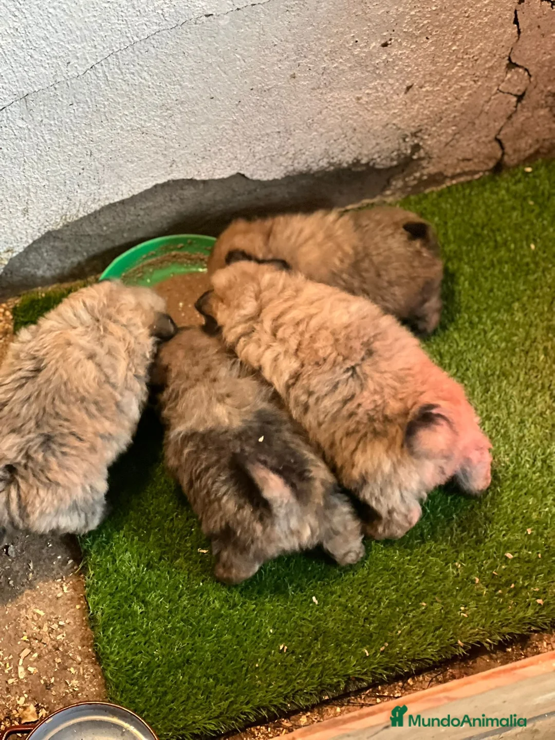 Pomerania perros en venta: Pomerania  - Anuncio 1