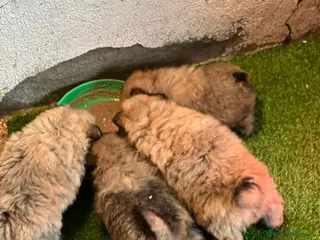 Pomerania perros Pomerania - Anuncio 2