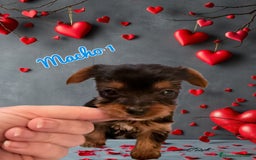Yorkshire Terrier perros en venta: Yorkshire  - Imagen 5