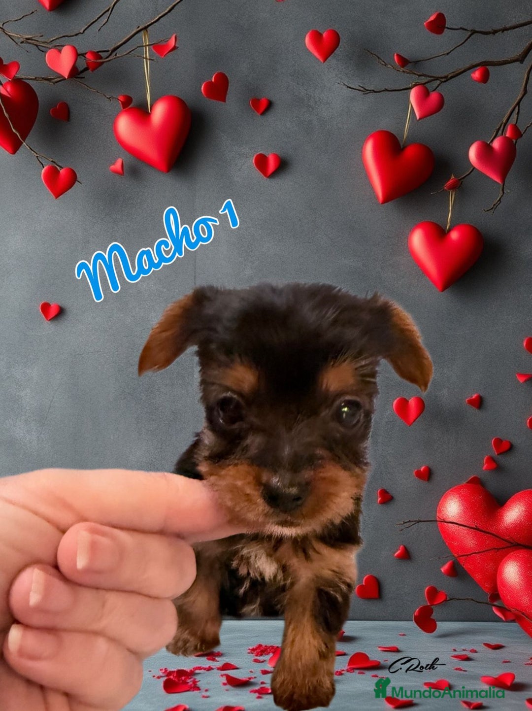 Yorkshire Terrier perros en venta: Yorkshire  - Imagen 5