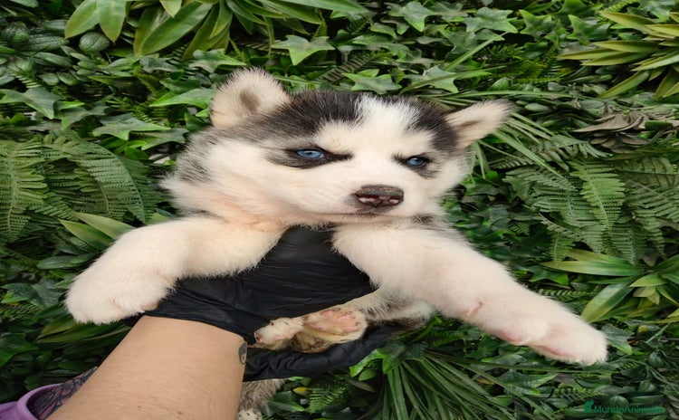 Husky Siberiano perros PEQUEÑOS CACHORROS DE HUSKY - Anuncio 1
