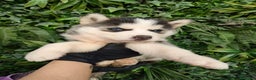Husky Siberiano perros en venta: PEQUEÑOS CACHORROS DE HUSKY - Anuncio 1