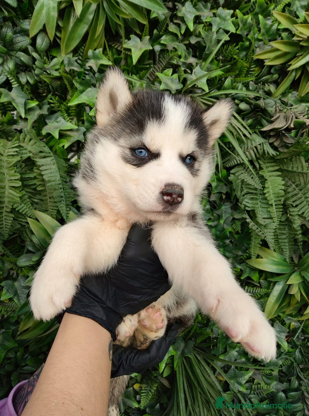 Husky Siberiano perros en venta: PEQUEÑOS CACHORROS DE HUSKY - Anuncio 1
