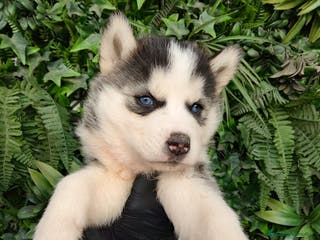 Husky Siberiano perros PEQUEÑOS CACHORROS DE HUSKY - Anuncio 13