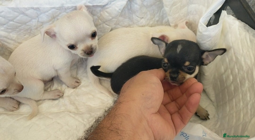 Chihuahua perros en venta: Chihuahua cabeza manzana  - Imagen 3