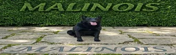 Pastor Belga Malinois perros en venta: Pastor Belgas malinois de calidad  - Anuncio 7
