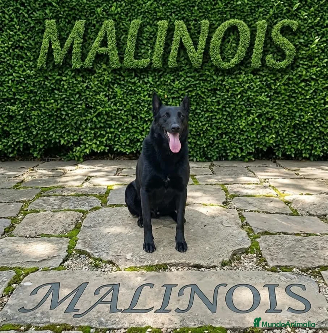Pastor Belga Malinois perros en venta: Pastor Belgas malinois de calidad  - Anuncio 7