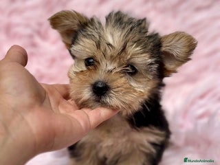 Yorkshire Terrier perros - Anuncio 39