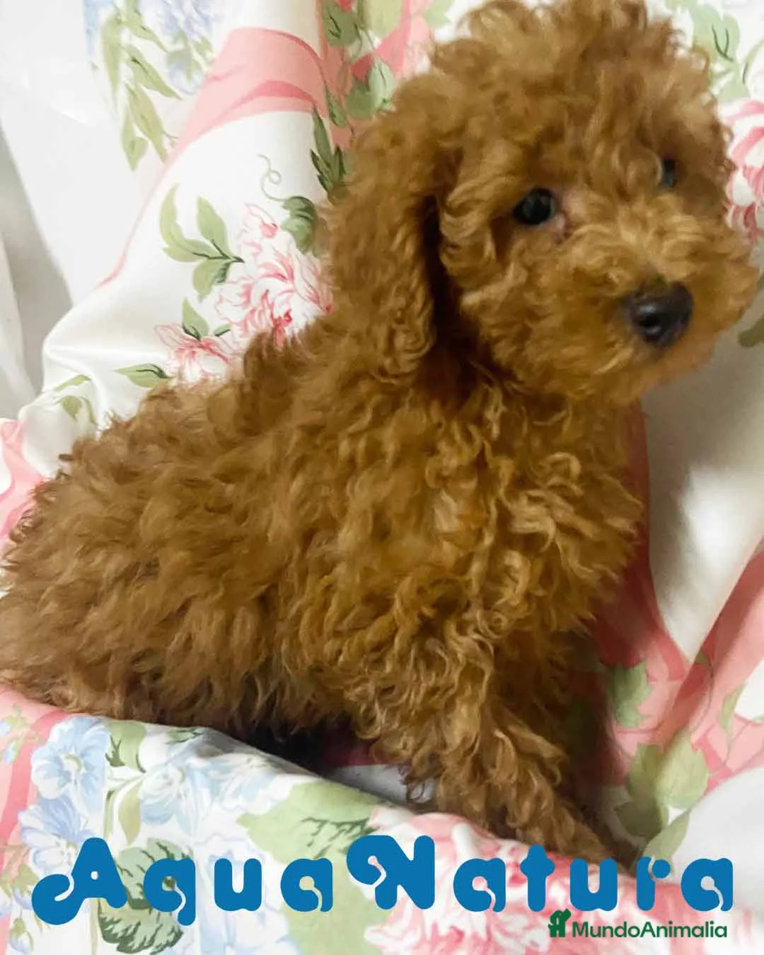 Caniche Enano perros en venta: Caniche Macho de Camila y Can 8995 - AQUANATURA en Barcelona - Anuncio 7