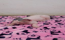 Sphynx gatos en venta: Machito  - Imagen 5