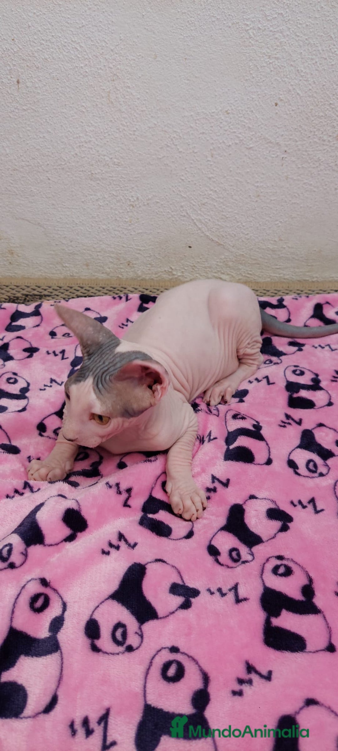 Sphynx gatos en venta: Machito  - Imagen 5