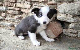 Border Collie perros en venta: Cachorros border collie! Ojos azules! - Imagen 7